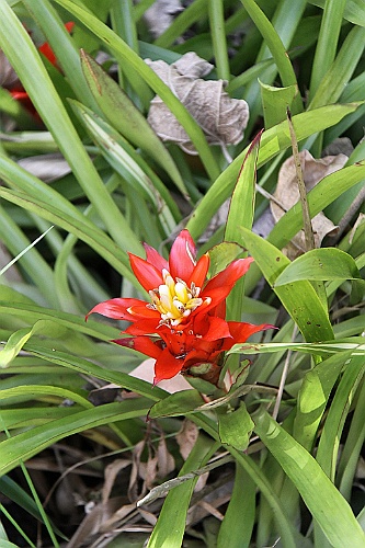 Hawaii0055