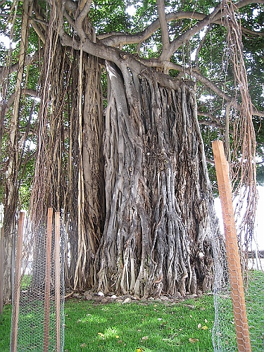 Hawaii0128