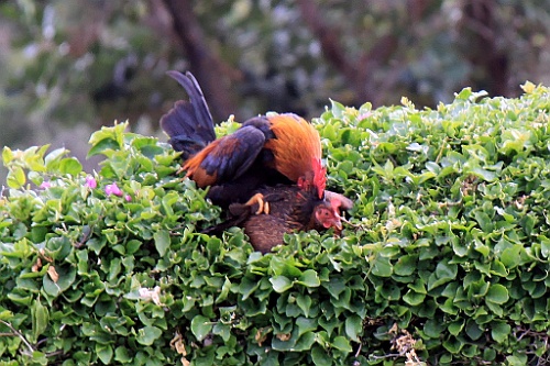 Hawaii0266