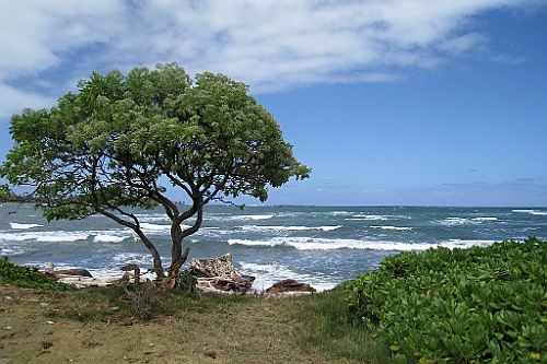 Hawaii0287