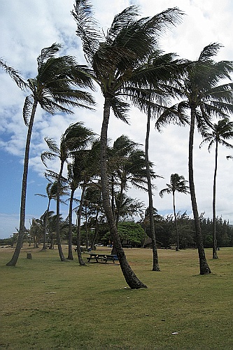 Hawaii0294