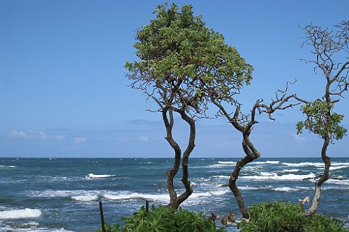 Hawaii0299