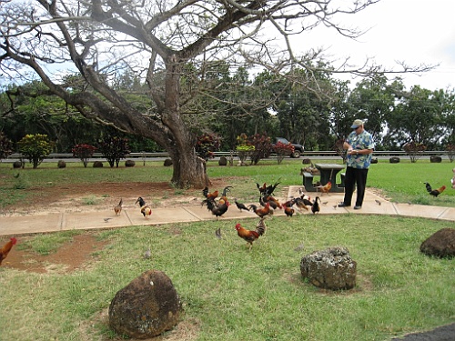 Hawaii0336