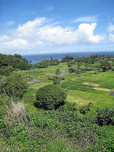 Hawaii0365
