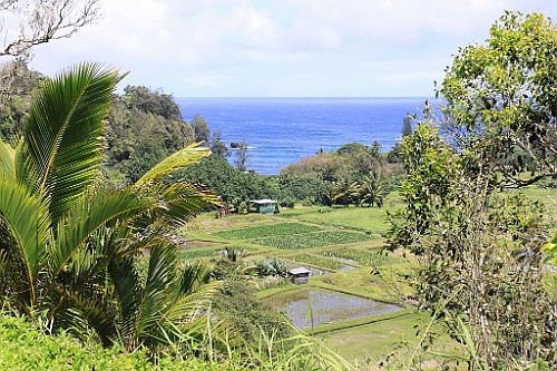 Hawaii0366