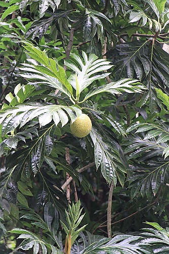 Hawaii0402