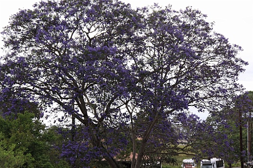 Hawaii0427
