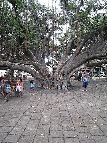 Hawaii0482