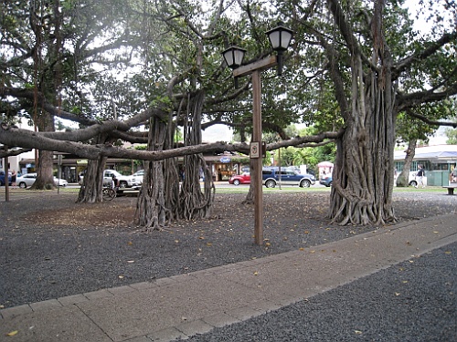 Hawaii0483