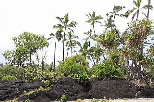 Hawaii0528
