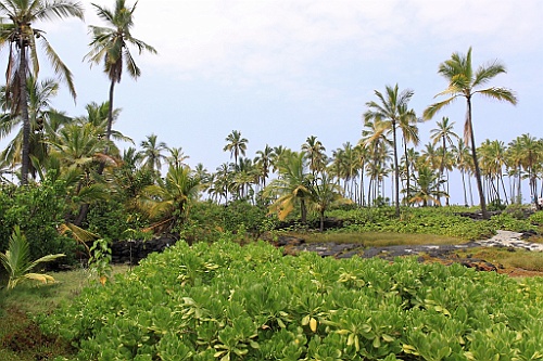 Hawaii0530