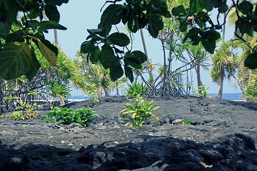 Hawaii0537