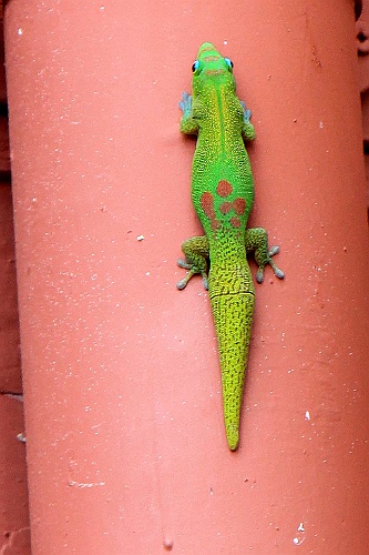 Hawaii0547