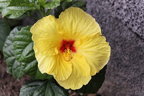 Hawaii0561