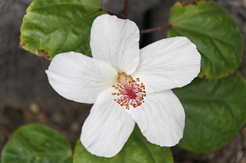 Hawaii0562
