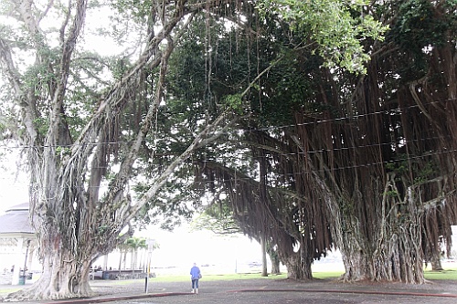 Hawaii0593