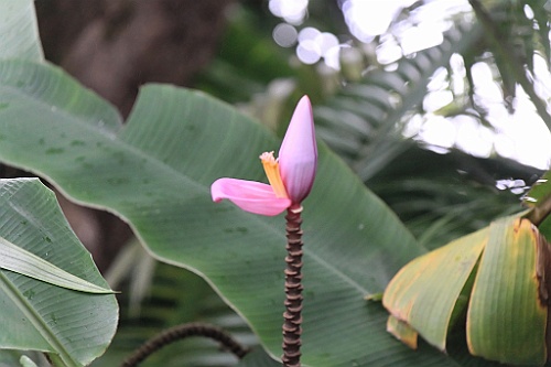 Hawaii0598