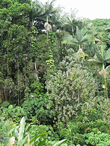 Hawaii0601