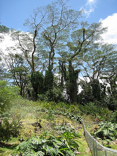 Hawaii0643
