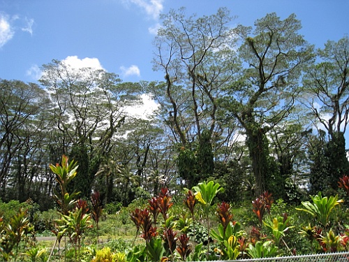 Hawaii0644