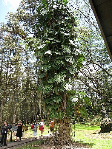 Hawaii0645