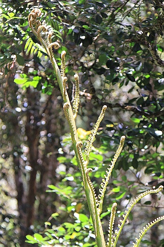 Hawaii0652