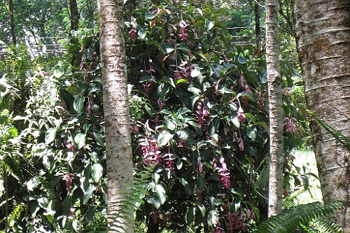 Hawaii0658
