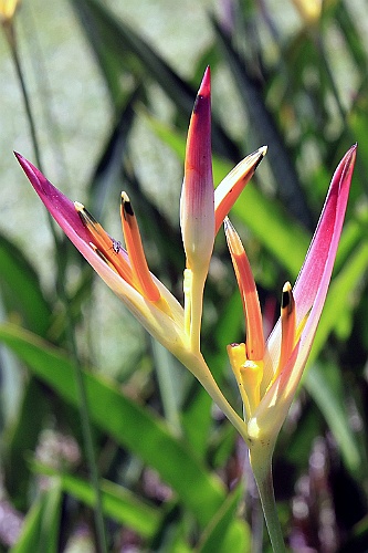 Hawaii0668