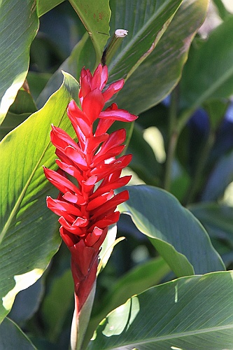 Hawaii0669