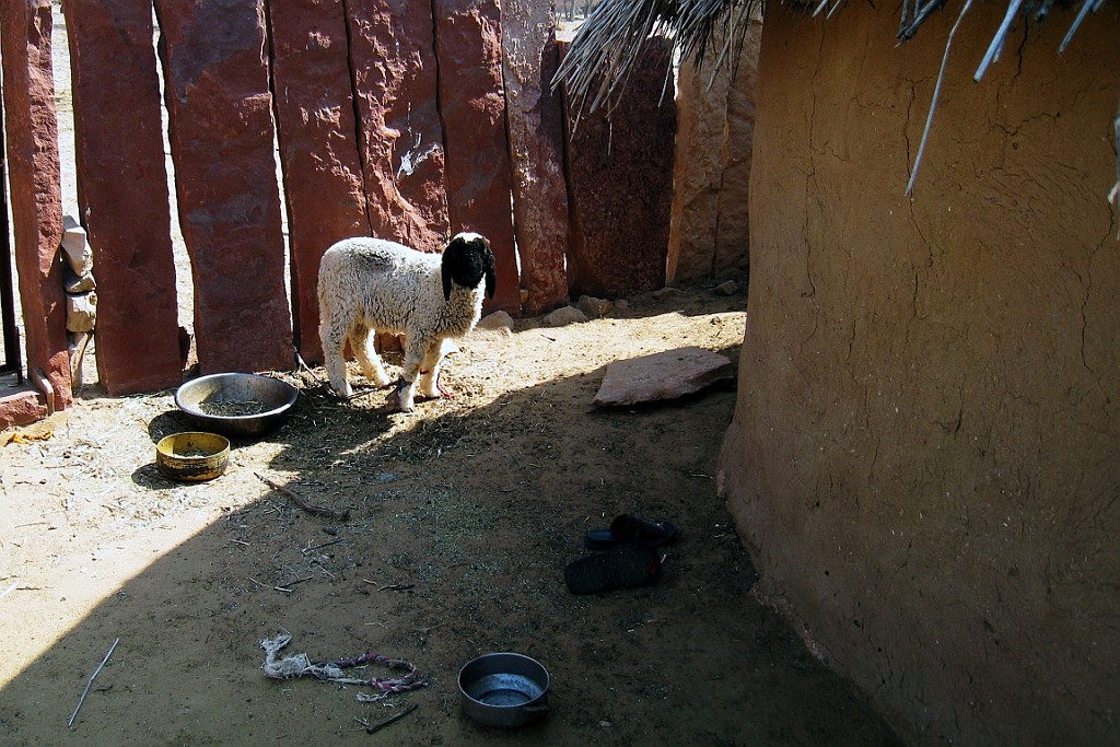 in0446.jpg