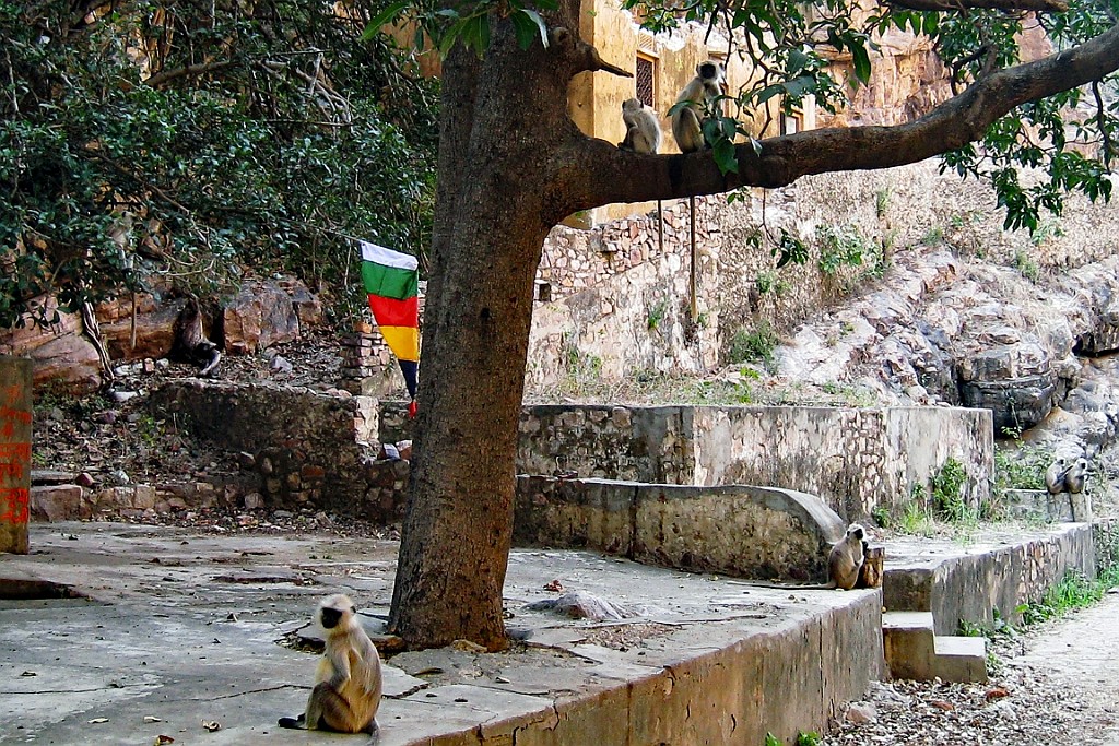 in0990.jpg