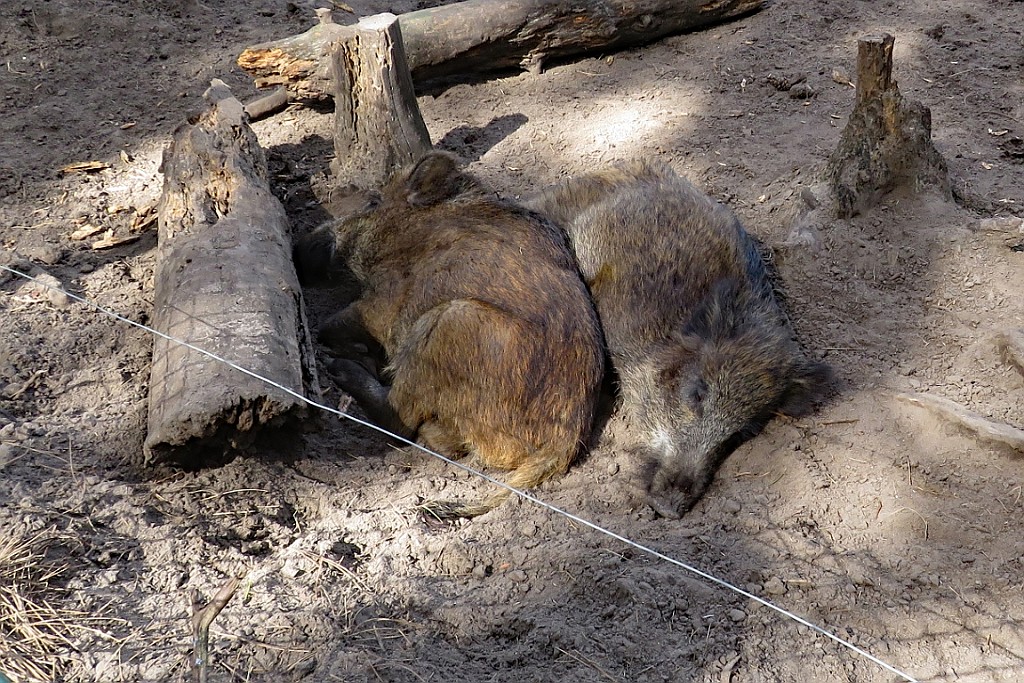 MoHe0519 (92).JPG