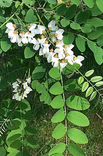 MoHe0519 (104)