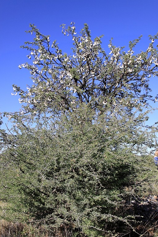 Namibie014.jpg