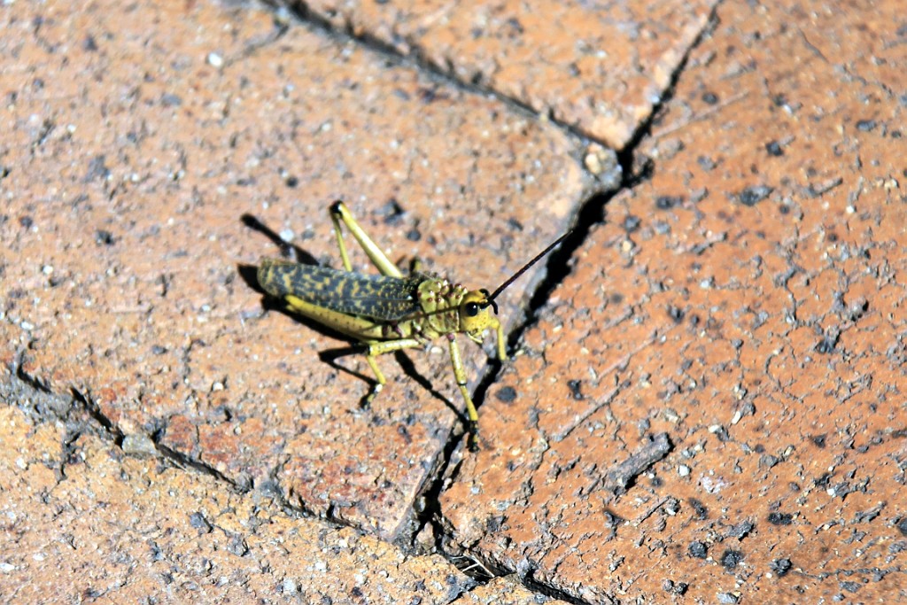 Namibie018.jpg