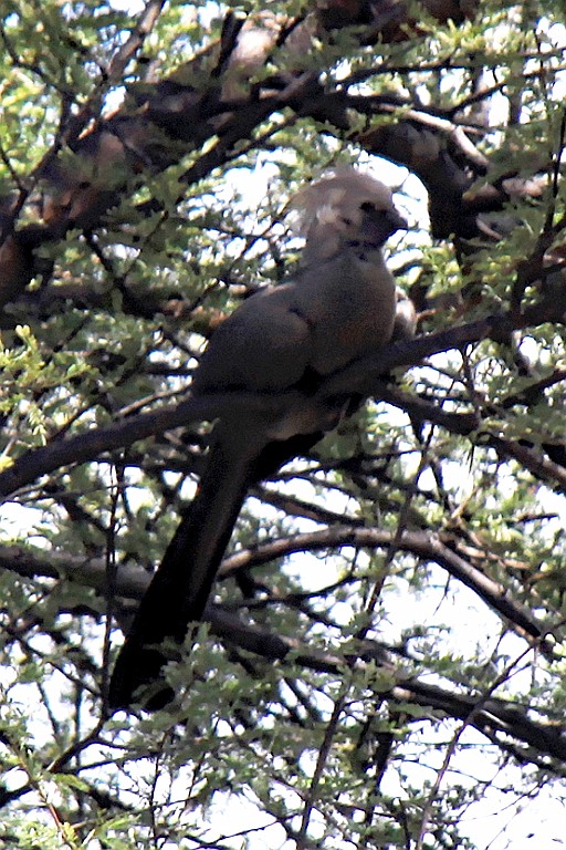 Namibie077.jpg