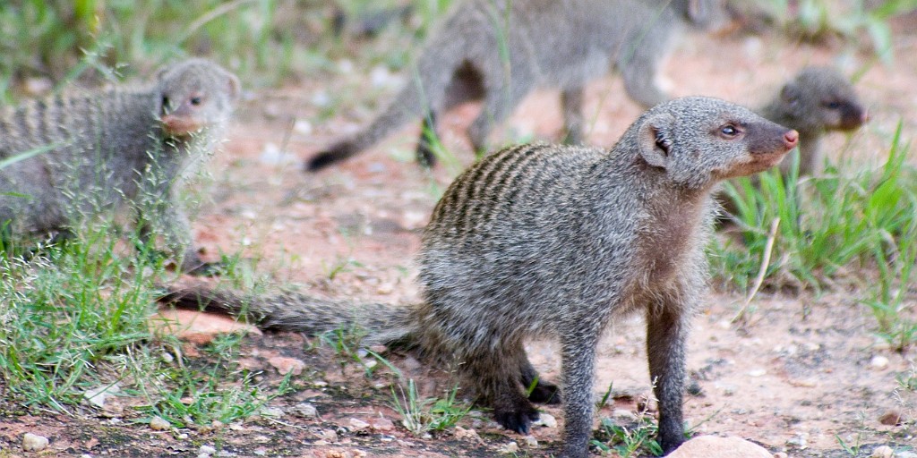 Namibie082.jpg