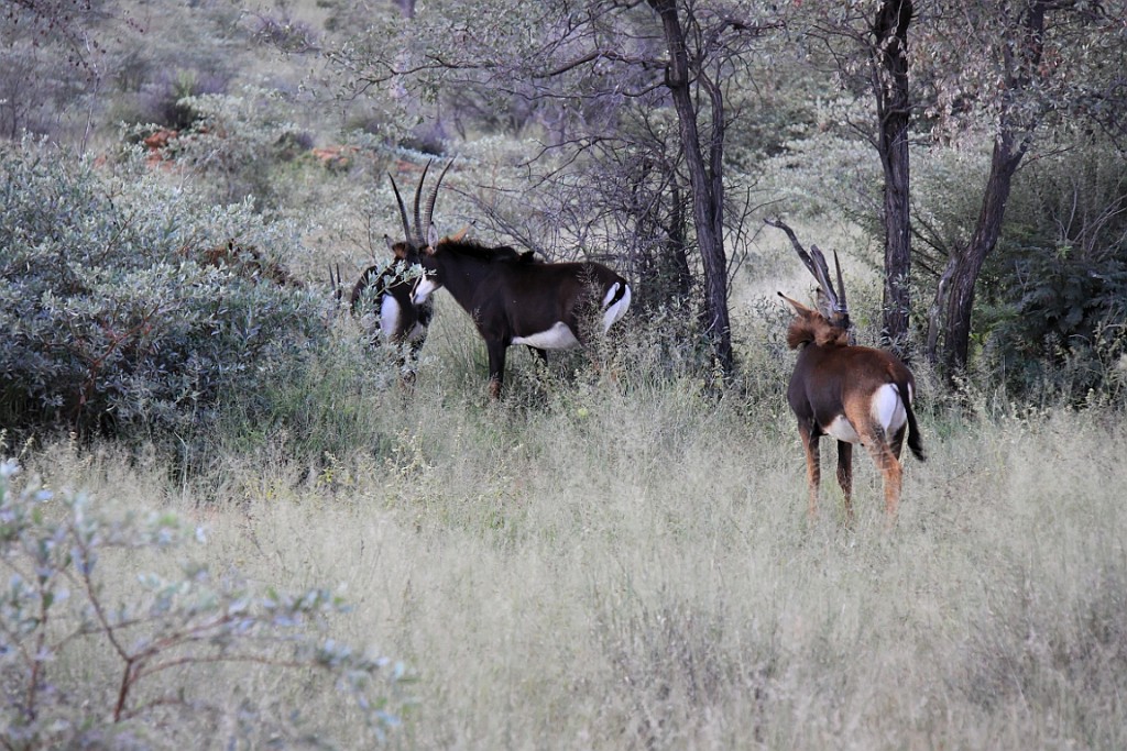 Namibie092.jpg
