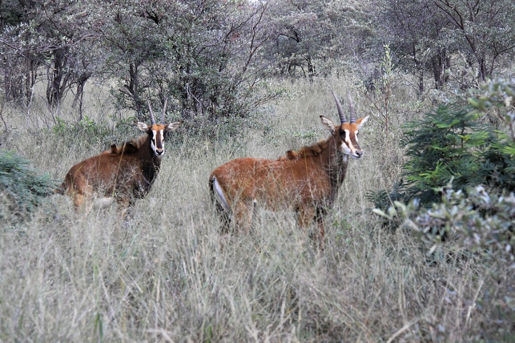 Namibie093.jpg