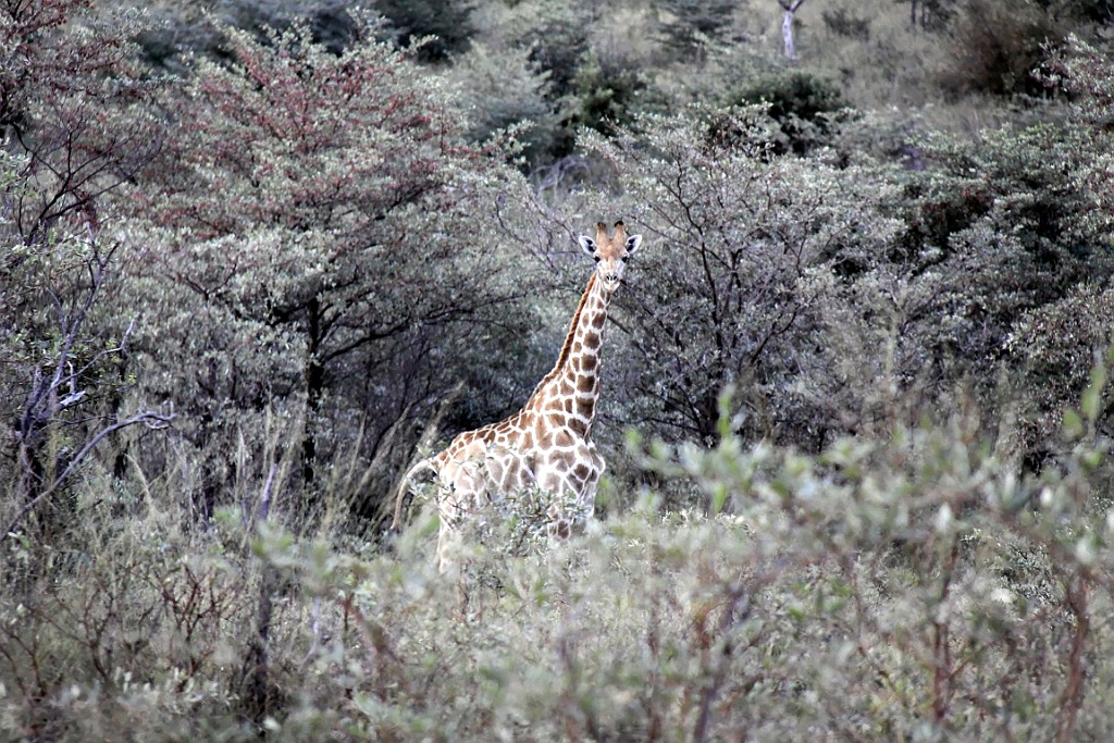 Namibie094.jpg