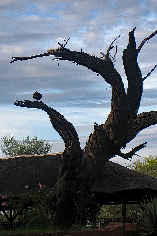Namibie106.jpg