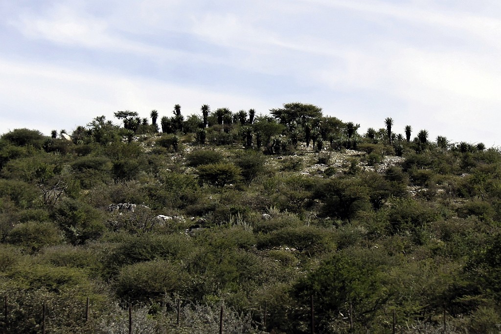 Namibie110.jpg