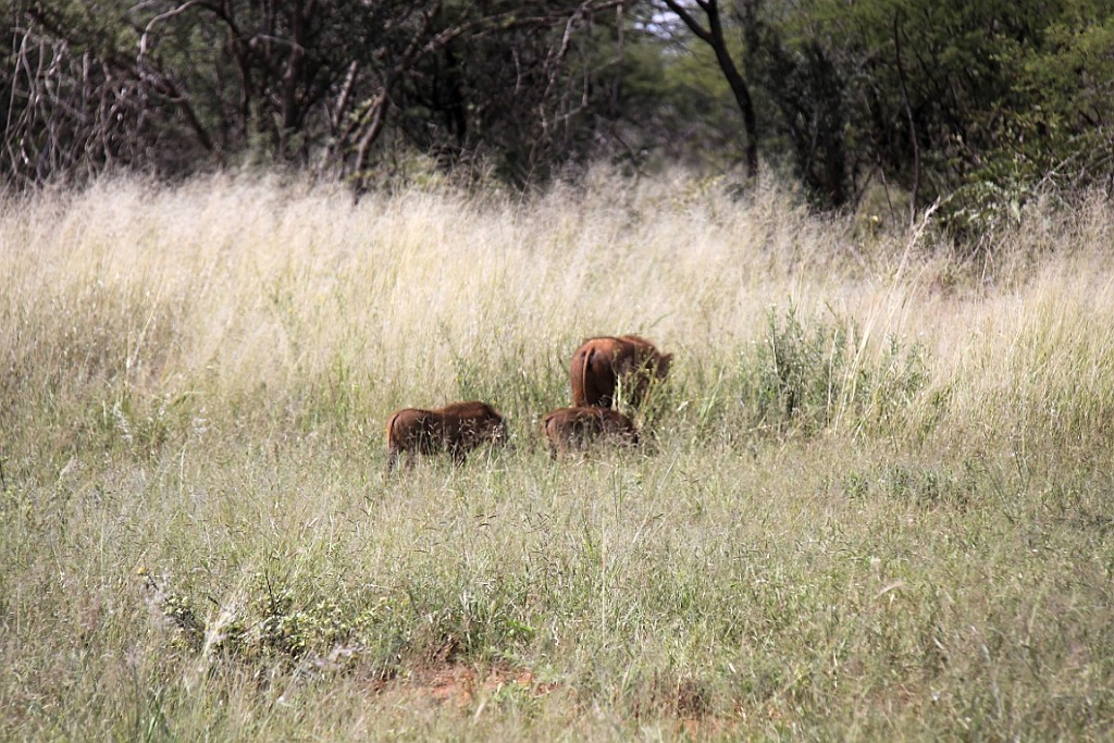Namibie113.jpg