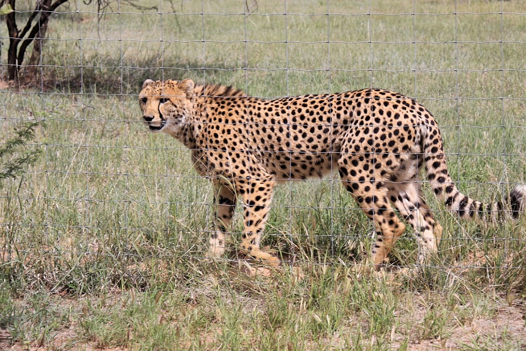 Namibie128.jpg