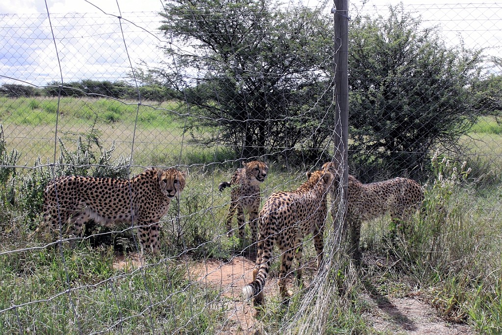 Namibie130.jpg