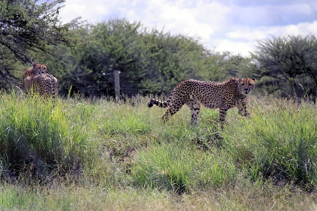 Namibie132.jpg