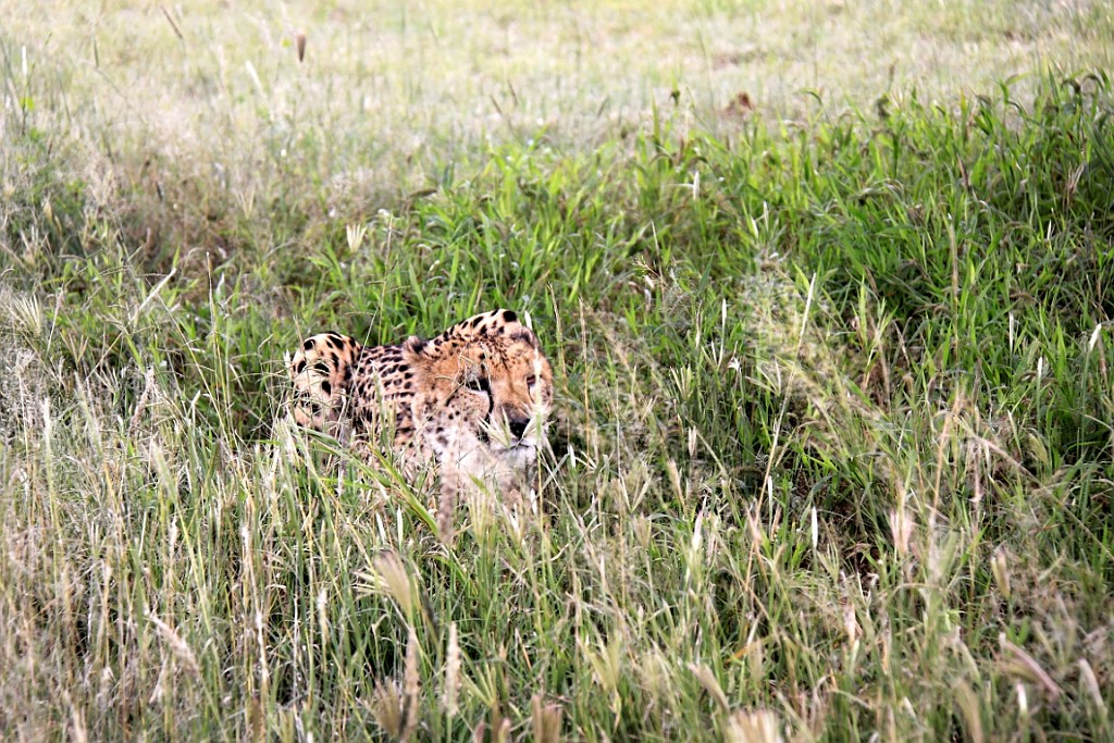 Namibie135.jpg