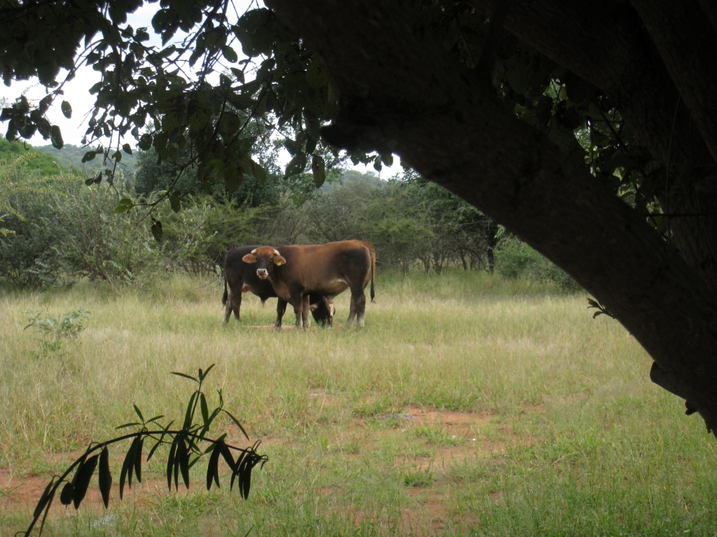 Namibie157.jpg
