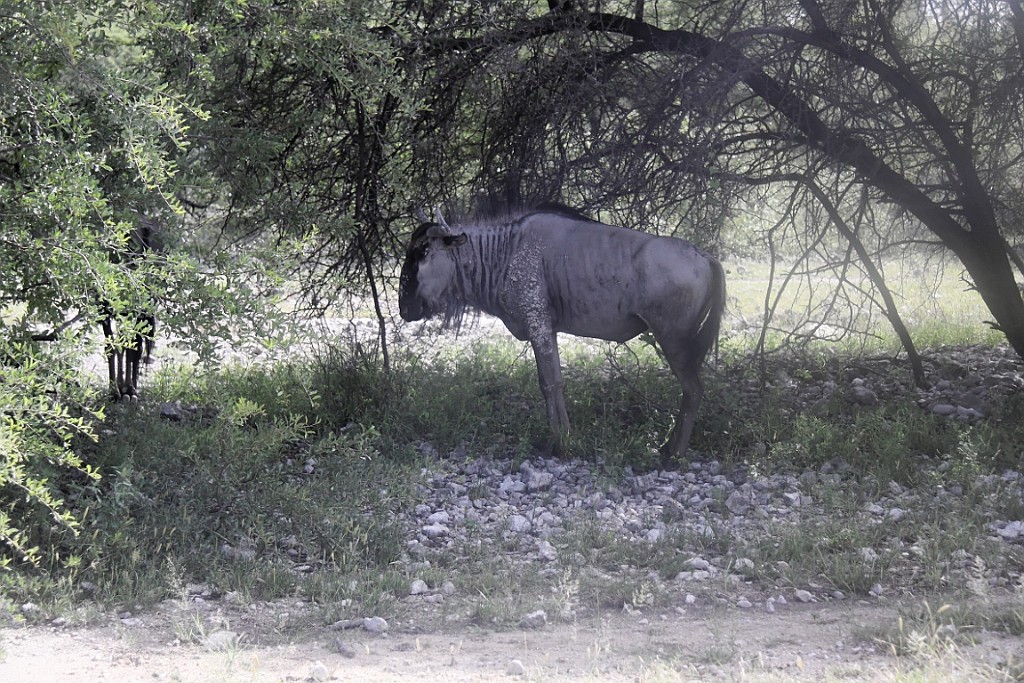 Namibie190.jpg