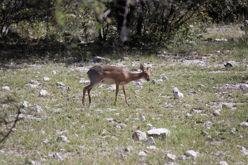 Namibie192.jpg